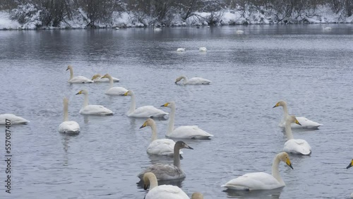 Wallpaper Mural Wild whooper swans on the lake. Wild whooper swans feeding on lake in winter. Torontodigital.ca