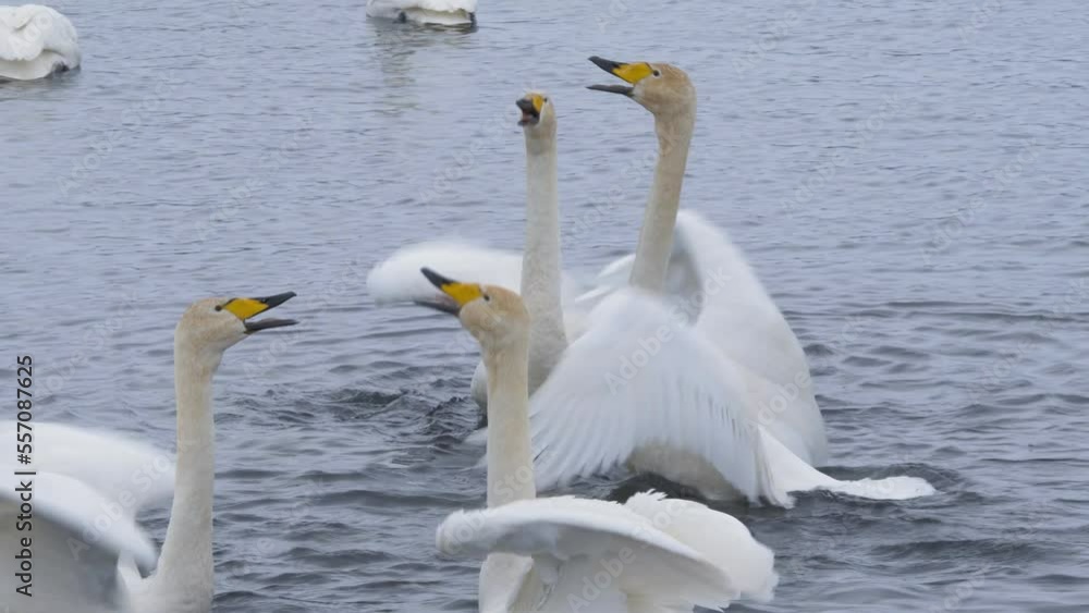 Wild whooper swans on the lake. Wild whooper swans feeding on lake in winter. Wild whooper swans on the lake. Wild whooper swans feeding on lake in winter.