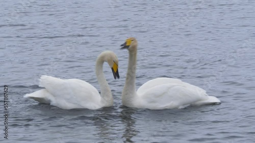 Wallpaper Mural Wild whooper swans on the lake. Wild whooper swans feeding on lake in winter. Torontodigital.ca