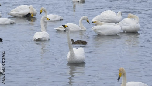 Wallpaper Mural Wild whooper swans on the lake. Wild whooper swans feeding on lake in winter. Torontodigital.ca