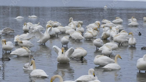 Wallpaper Mural Wild whooper swans on the lake. Wild whooper swans feeding on lake in winter. Torontodigital.ca