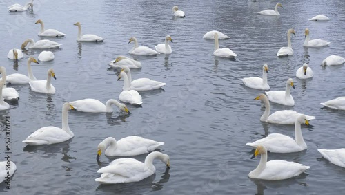 Wild whooper swans on the lake. Wild whooper swans feeding on lake in winter.