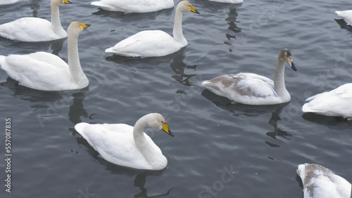 Wild whooper swans on the lake. Wild whooper swans feeding on lake in winter.