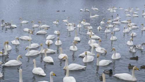 Wild whooper swans on the lake. Wild whooper swans feeding on lake in winter.