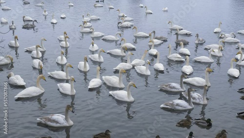 Wild whooper swans on the lake. Wild whooper swans feeding on lake in winter.