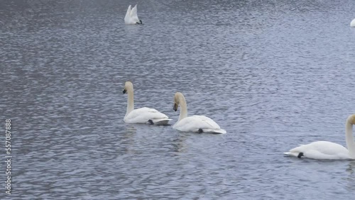 Wild whooper swans on the lake. Wild whooper swans feeding on lake in winter.