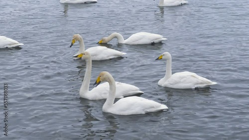Wild whooper swans on the lake. Wild whooper swans feeding on lake in winter.