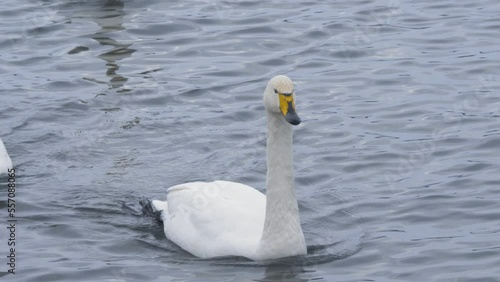 Wild whooper swans on the lake. Wild whooper swans feeding on lake in winter.