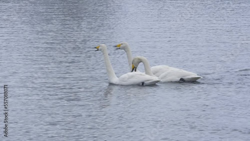 Wild whooper swans on the lake. Wild whooper swans feeding on lake in winter.