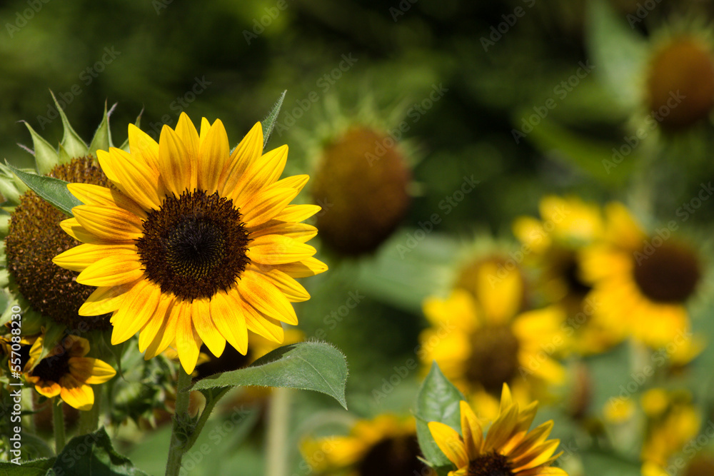 Close-up shot of a bright yellow sunflower in bloom, clear front and blurred back for background and texture. Close-up shot of a bright yellow sunflower in bloom, clear front and blurred back for background and texture.