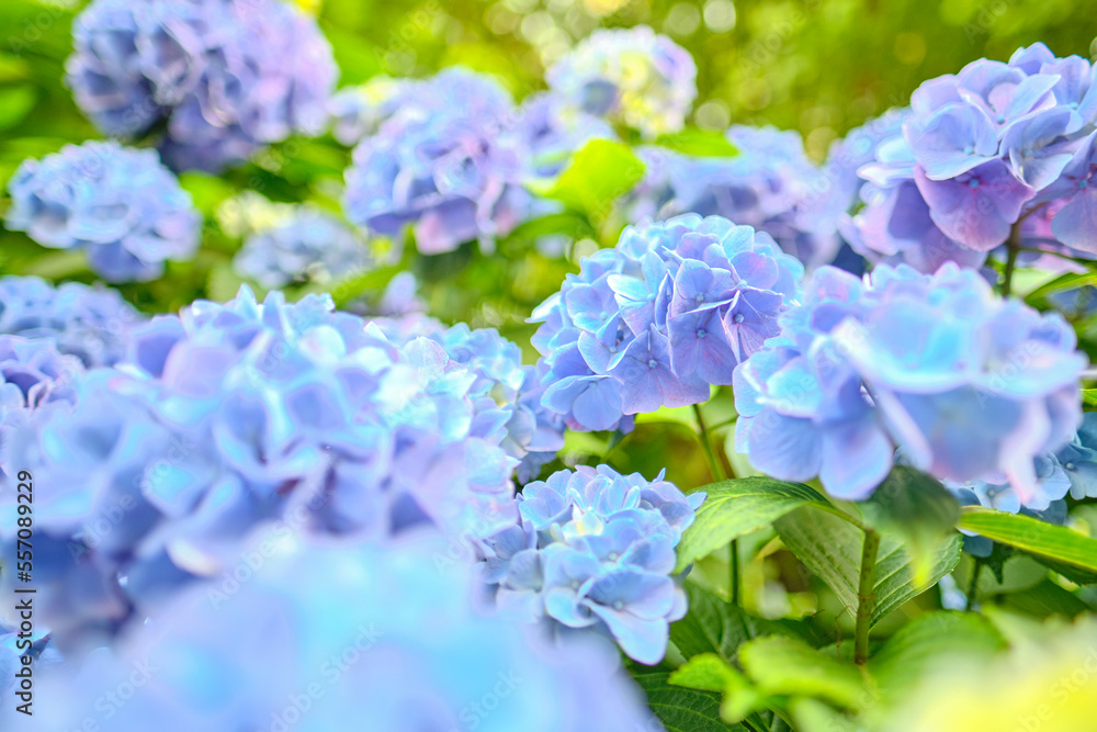 blue hydrangea in full blooming blue hydrangea in full blooming