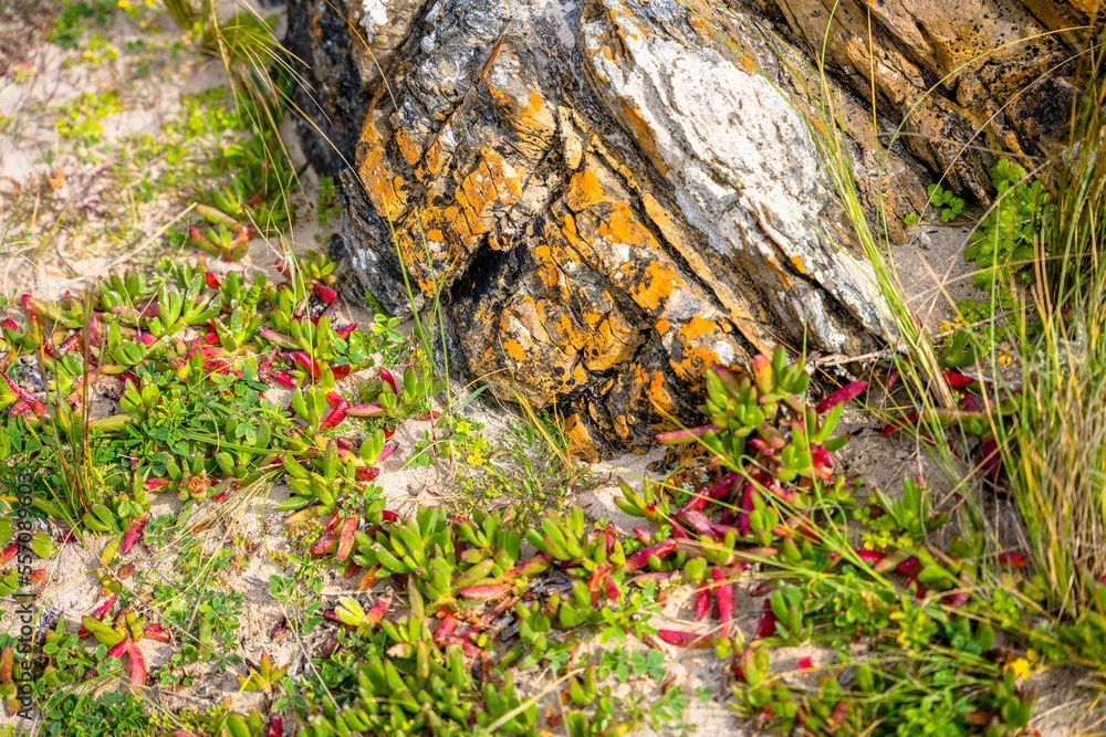 coastal vegetaion textures at Arthur River coastal vegetaion textures at Arthur River