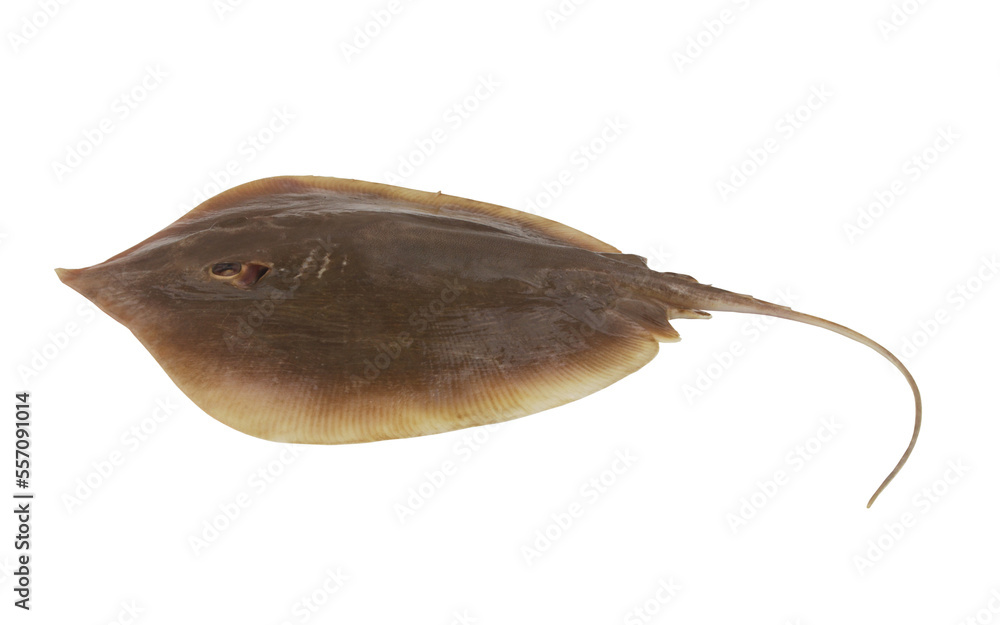 Fototapeta premium Fresh raw common stingray fish isolated on white background 