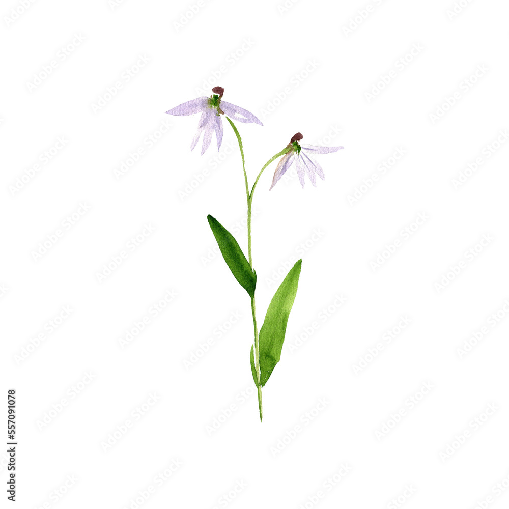 watercolor drawing plant of Creeping lobelia ,Lobelia chinensis,Herba Lobellae Chinensis, herb of traditional chinese medicine, hand drawn illustration