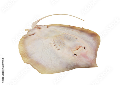 Fresh raw common stingray fish isolated on white background	