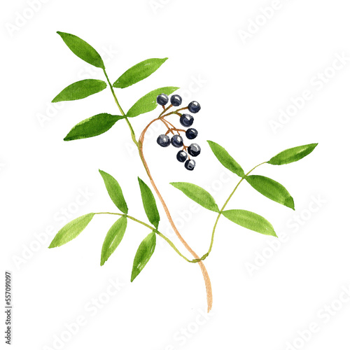 watercolor drawing branch of Amur cork tree with leaves and berries, Phellodendron amurense, herb of traditional chinese medicine, hand drawn illustration photo