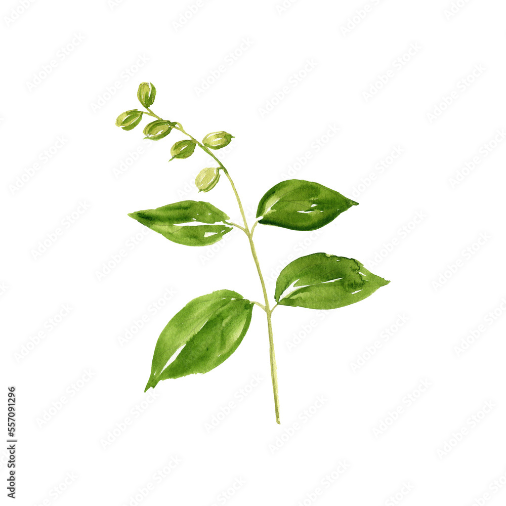 watercolor drawing plant of purging croton, Croton tiglium, herb of