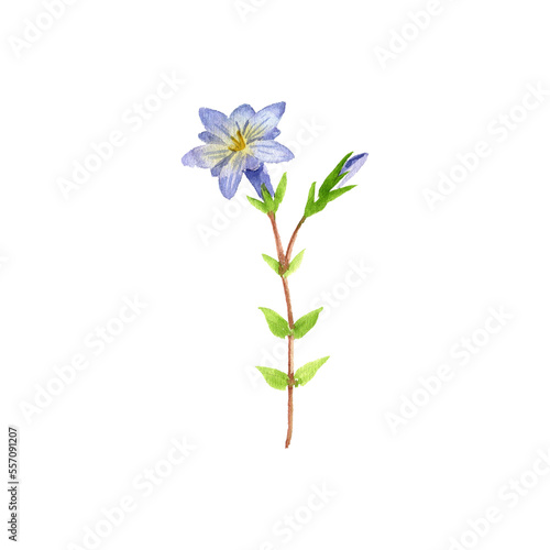 watercolor drawing plant of Gentiana loureiroi  herb of traditional chinese medicine  hand drawn illustration