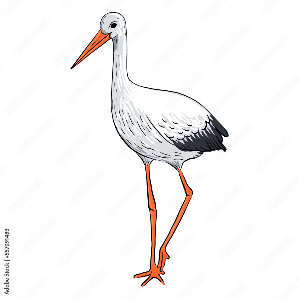 Fototapeta premium vector drawing sketch of bird, white stork, hand drawn ciconia , isolated nature design element