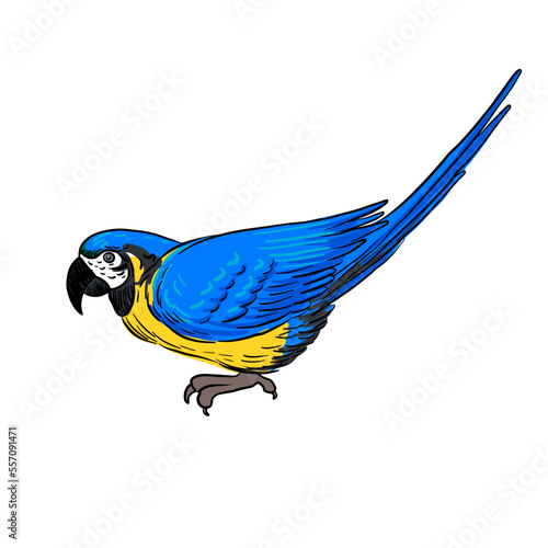 vector drawing sketch of bird, ara parrot, hand drawn macaw , isolated nature design element