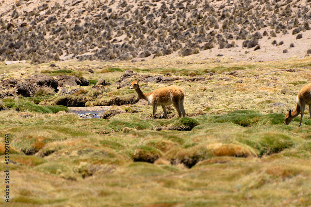 Vicuna on a promontory in the Andean plateau. Mountain and blue sky background Vicuna on a promontory in the Andean plateau. Mountain and blue sky background
