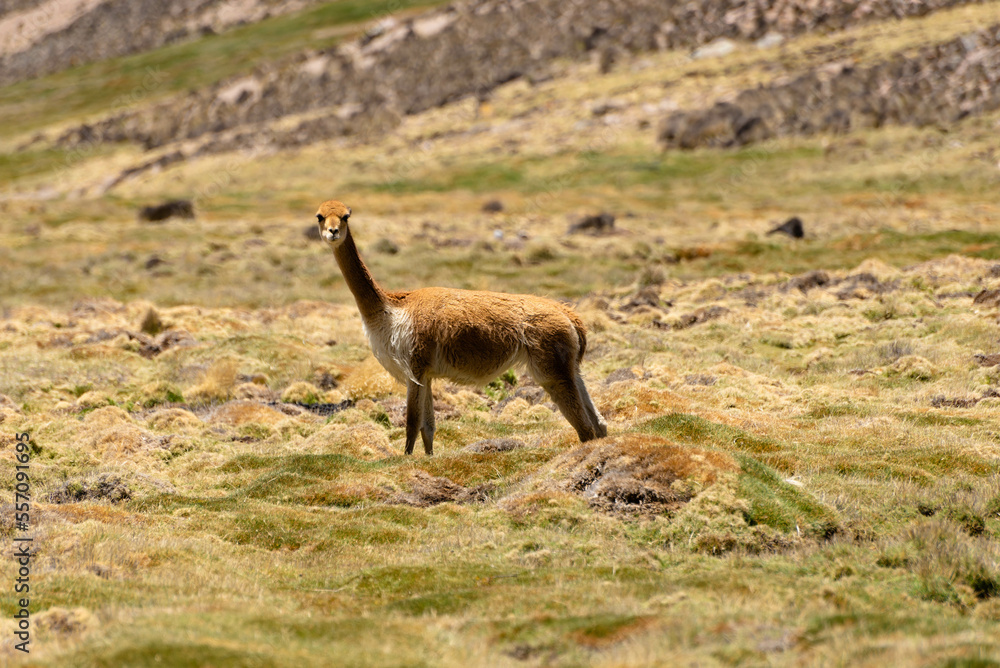 Vicuna on a promontory in the Andean plateau. Mountain and blue sky background Vicuna on a promontory in the Andean plateau. Mountain and blue sky background