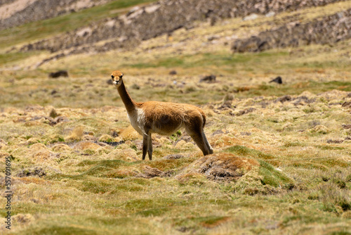 Vicuna on a promontory in the Andean plateau. Mountain and blue sky background
