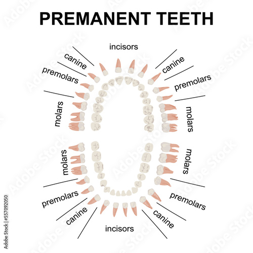 Visual aid Types of Premanent teeth anatomy and dentistry.Structure of oral cavity. Human mouth anatomy model with captions. Infographic design for educational poster. Vector illustration flat design.