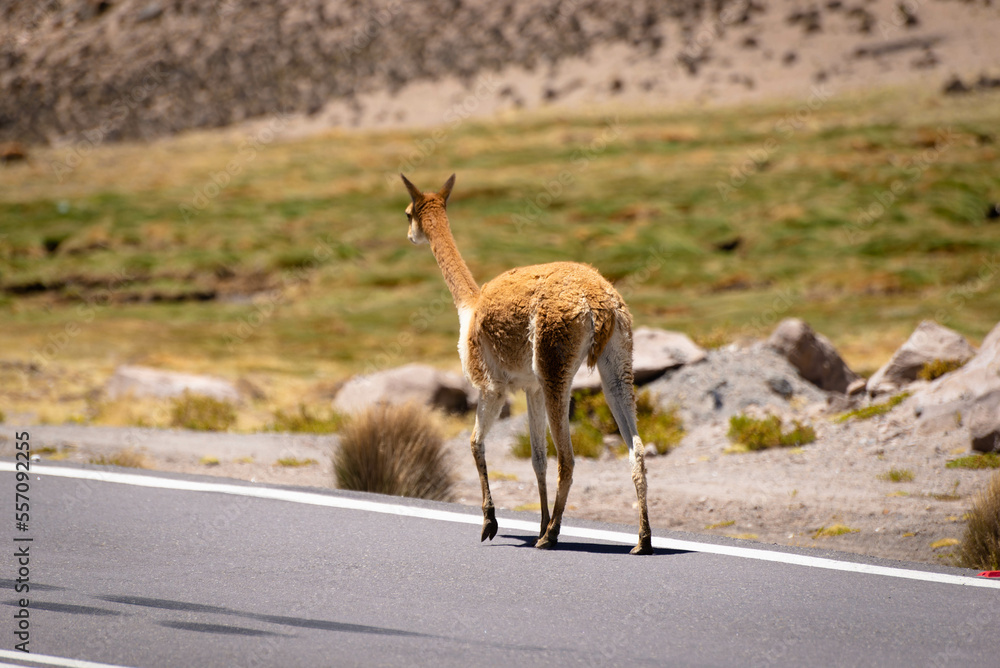 Vicuna on a promontory in the Andean plateau. Mountain and blue sky background Vicuna on a promontory in the Andean plateau. Mountain and blue sky background