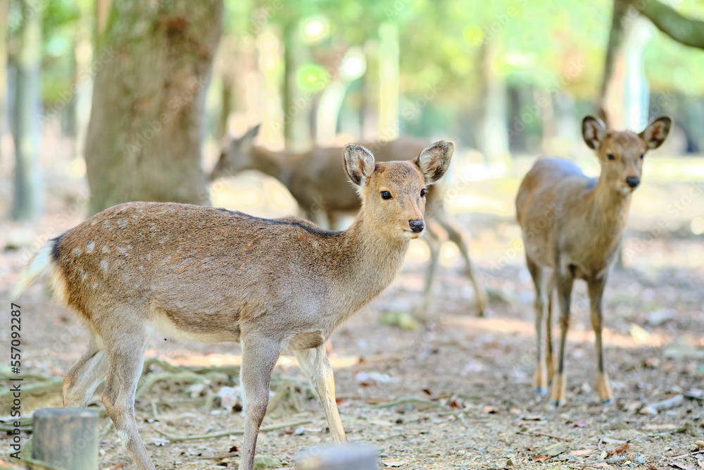 deer in the city of Nara,Japan deer in the city of Nara,Japan