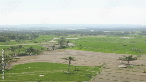 view of rice fields using drone