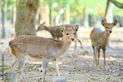 deer in the city of Nara,Japan © 百合 須藤