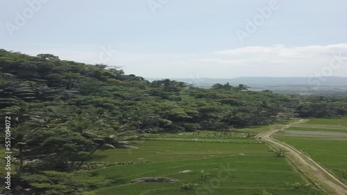 landscape with trees from camera drone