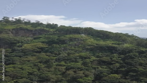 forest in the mountains