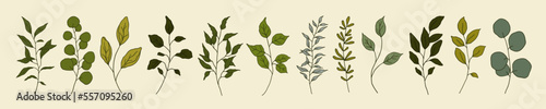 Set of greenery vintage floral branch, leaf, plants. Botanic delicate green foliage leaves. Hand drawn vector illustration