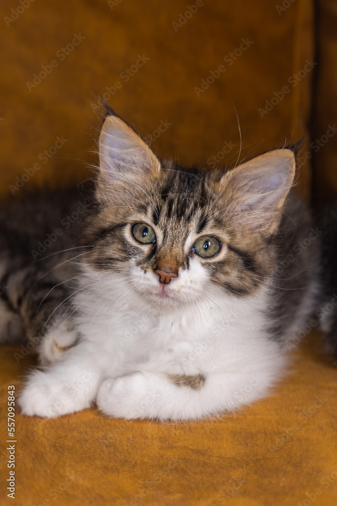 Portrait of a small very young kitten. Kitty with big eyes close up on a brown background. Adorable baby cat with cute face. Cute American shorthair cat kitten. Pet kitten looks curious. Newborn baby Portrait of a small very young kitten. Kitty with big eyes close up on a brown background. Adorable baby cat with cute face. Cute American shorthair cat kitten. Pet kitten looks curious. Newborn baby