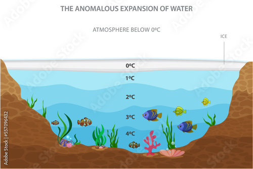 The anomalous expansion of water occurs when it expands upon freezing, unlike most substances, causing ice to be less dense than liquid water and float on its surface