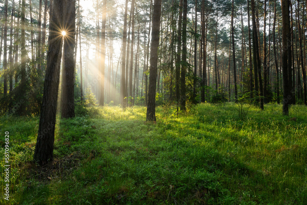 Obraz premium Beautiful sunny morning in green forest