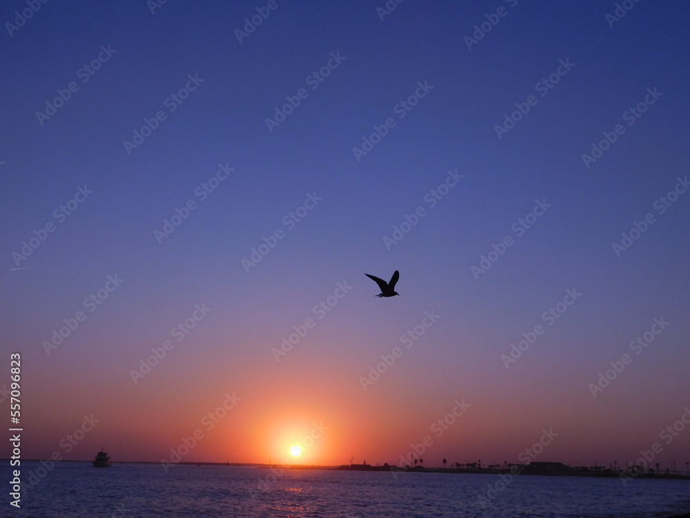 red and blue sunset on the water with bird and boat