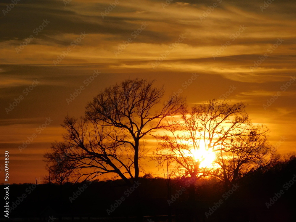 Obraz premium red and orange sunset with tree silhouette