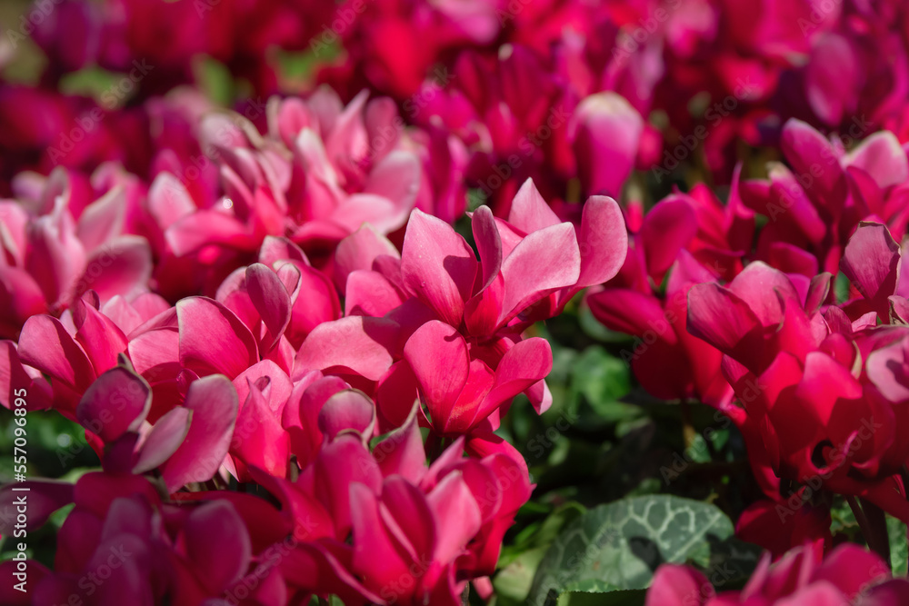 Winter flowers: cyclamen flowers in greenhouse