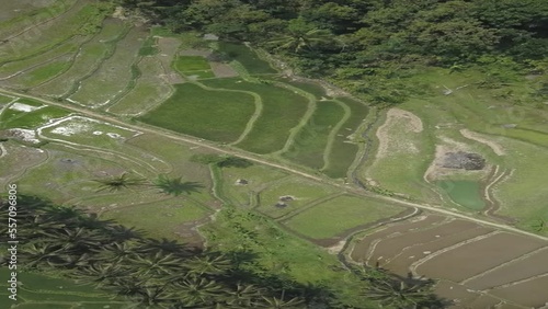 view of rice fields