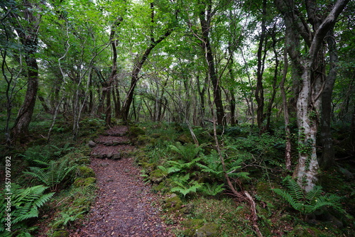 beautiful autumn path through fern and old trees