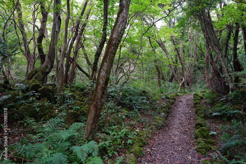 fine footpath in the woods