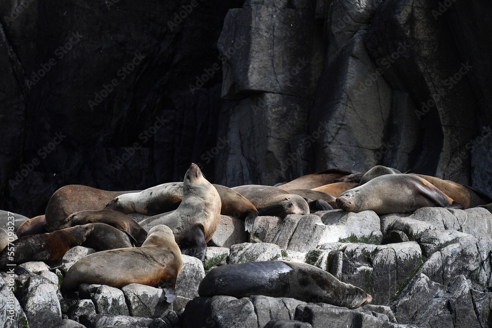 Obraz premium Australian Fur Seals