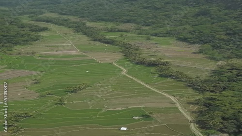 view of a rice fields with drone