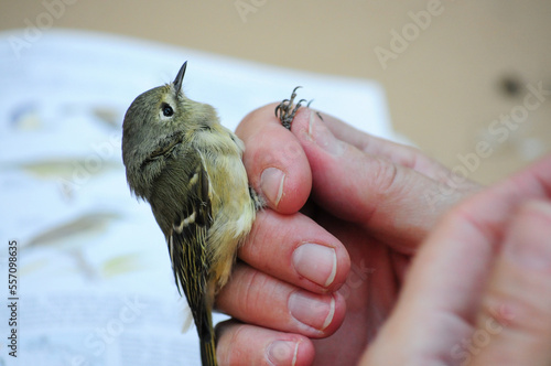 Bird banding of a Ruby-crowned Kinglet bird by ornithologist during its migration through Arizona