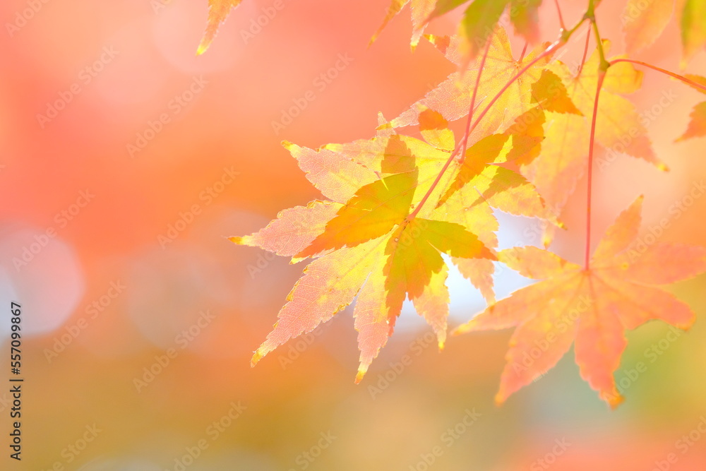 Japanese maple tree is changing leaves color Japanese maple tree is changing leaves color