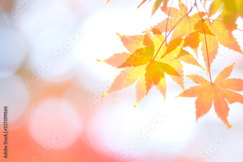 Japanese maple tree is changing leaves color 