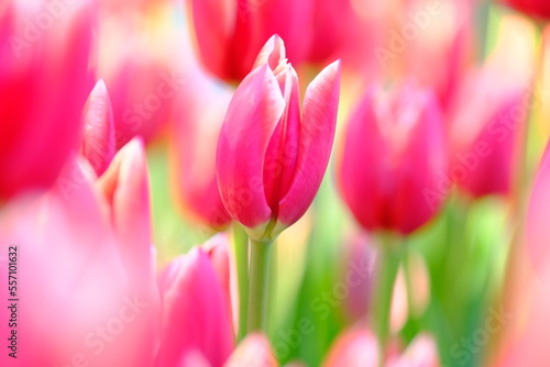 Fototapeta Naklejka Na Ścianę i Meble -  pink tulips in full blooming